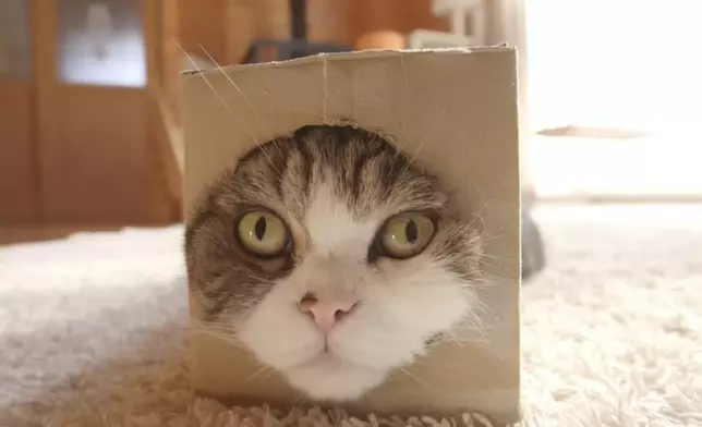 日本明星貓Maru因病逝世，享年18歲。影片截圖