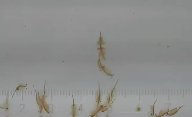 新疆沙漠現4億年歷史物種「鹽水豐年蝦」。網上圖片