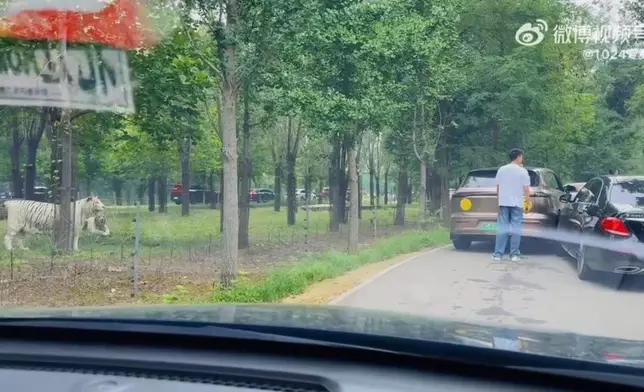 兩名私家車司機猛獸區發生擦撞下車交涉，一旁白虎悄然逼近「監視」。影片截圖