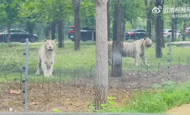 兩名私家車司機猛獸區發生擦撞下車交涉，一旁白虎悄然逼近「監視」。影片截圖