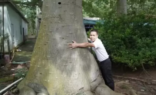 湛江引進非洲「生命之樹」，18年後形成千畝樹林。影片截圖