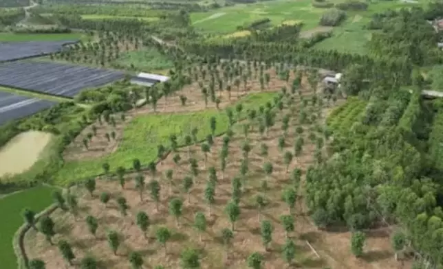 湛江引進非洲「生命之樹」，18年後形成千畝樹林。影片截圖