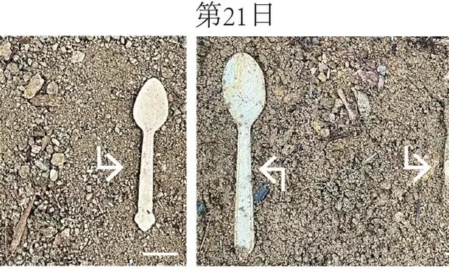 團隊研發的「新型物料」（圖中右邊的匙羹）以源自天然植物基因的分子結構設計而成。實驗結果顯示，當它與圖中左邊以聚乙烯（Polyethylene, PE）製成的匙羹一同埋入一般土壤中，「新型物料」可在最短 29 天內完成降解。