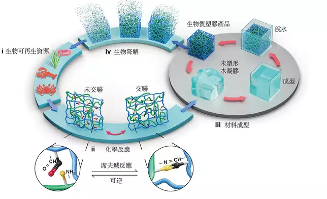 生物塑膠及其閉環循環示意圖，包括第一循環：(i) 生物可再生資源、(ii) 化學反應、(iii) 材料成型，以及 (iv) 生物降解。