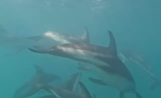 大量海豚出沒注意！