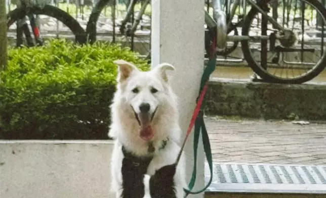 政府會推出容許狗隻進入的食肆牌照，獲批食肆會有明確標識，標示顧客可攜帶狗隻進入。資料圖片