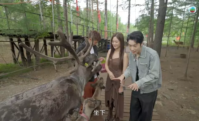 丁丁、馬貫東將德德蒙眼帶到馴鹿樂園