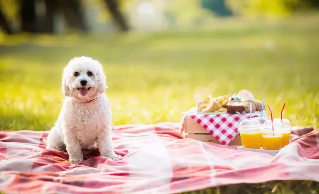 秋日毛孩運動會市集