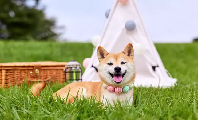 秋日毛孩運動會市集