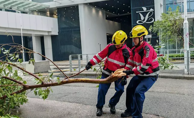 消防員處理立法會外的榻樹。消防處fb圖片