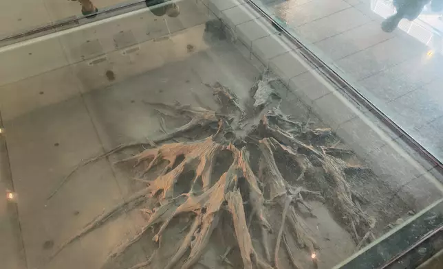 大型樹根遺跡。巴士的報記者攝