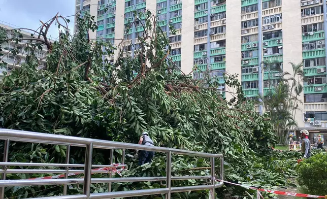 超強颱風樺加沙24日吹襲本港期間，愛民邨標誌之一的印度橡膠榕被吹倒。FB群組「愛民南北 (愛民邨 / 俊民苑) 」圖片