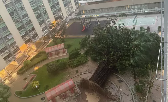 超強颱風樺加沙24日吹襲本港期間，愛民邨標誌之一的印度橡膠榕被吹倒。FB群組「愛民南北 (愛民邨 / 俊民苑) 」圖片