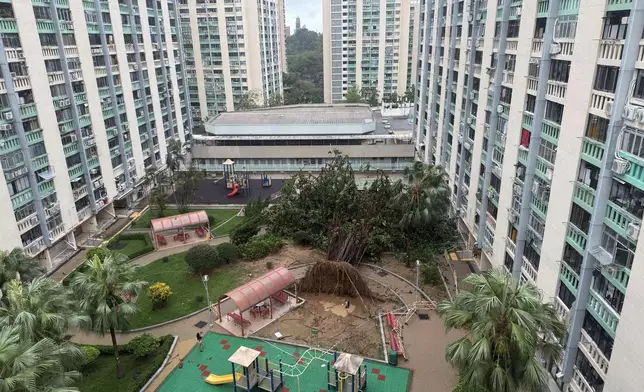 超強颱風樺加沙24日吹襲本港期間，愛民邨標誌之一的印度橡膠榕被吹倒。FB群組「愛民南北 (愛民邨 / 俊民苑) 」圖片