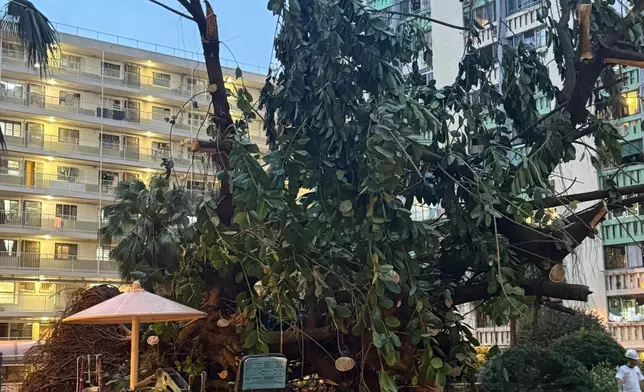 超強颱風樺加沙24日吹襲本港期間，愛民邨標誌之一的印度橡膠榕被吹倒。FB群組「愛民南北 (愛民邨 / 俊民苑) 」圖片