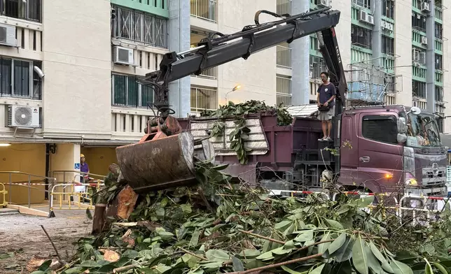超強颱風樺加沙24日吹襲本港期間，愛民邨標誌之一的印度橡膠榕被吹倒。FB群組「愛民南北 (愛民邨 / 俊民苑) 」圖片