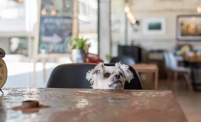 政府會推出容許狗隻進入的食肆牌照，獲批食肆會有明確標識，標示顧客可攜帶狗隻進入。資料圖片