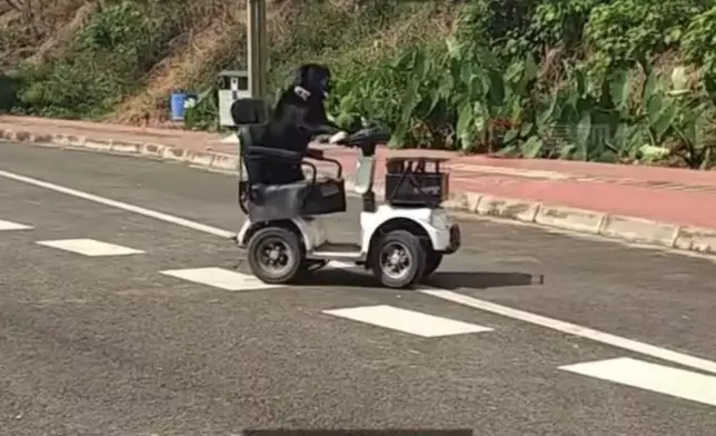 四川街頭驚現拉布拉多犬駕駛電動代步車。影片截圖