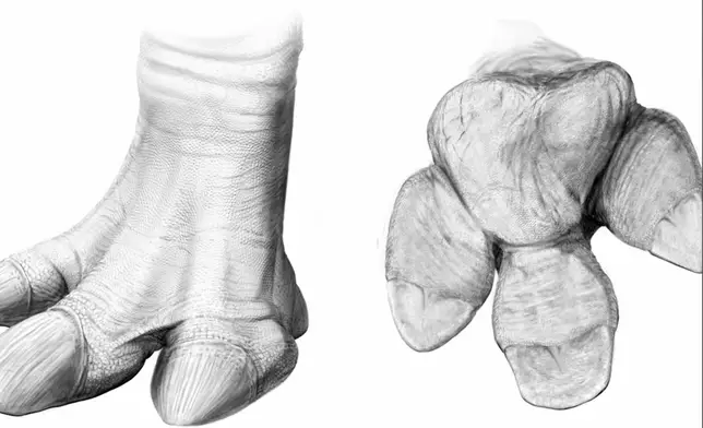 科學家還原6600萬年前木乃伊化的鴨嘴龍真貌發現腳上竟長有蹄。影片截圖