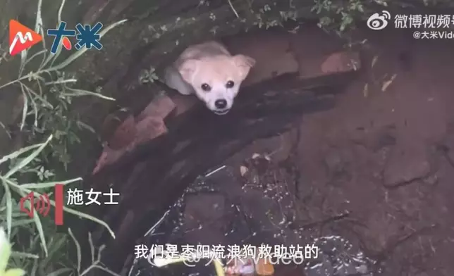 6旬翁腰綁繩索下10米深枯井救出2隻受困狗狗。影片截圖