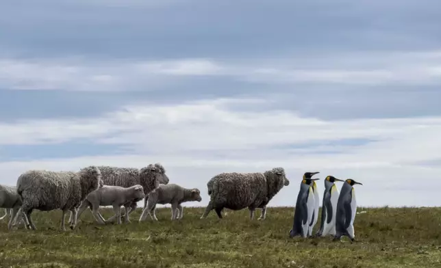 2025年度「尼康搞笑野生動物攝影獎」（Nikon Comedy Wildlife Awards）公布本年度40張入圍照片。圖源尼康搞笑野生動物攝影獎網站
