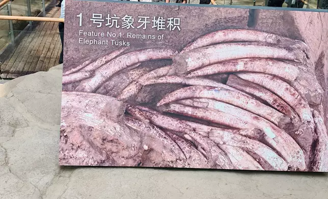 館方採用就地回埋的保護方法，依靠原始環境保存象牙。巴士的報記者攝