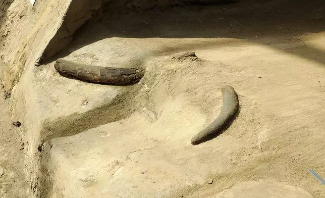 金沙遺址博物館出土數以噸計的象牙。巴士的報記者攝