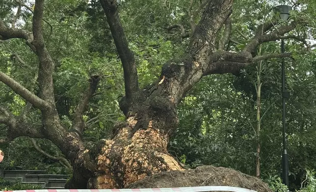 古樹被連根拔起。Norah Qi FB