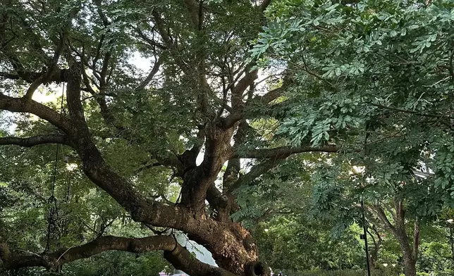 古樹未冧時。Norah Qi FB
