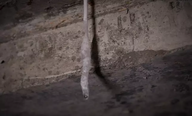 頭炮個案災情相當嚴重。