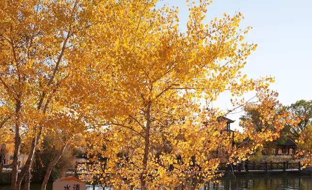 金黃的胡楊葉在陽光下形成一片絢麗的「黃金海洋」。巴士的報記者攝