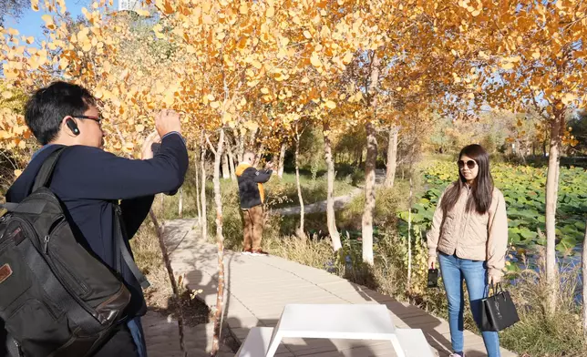 金黃的胡楊葉在陽光下形成一片絢麗的「黃金海洋」。代表團成員駐足觀賞與拍照。巴士的報記者攝