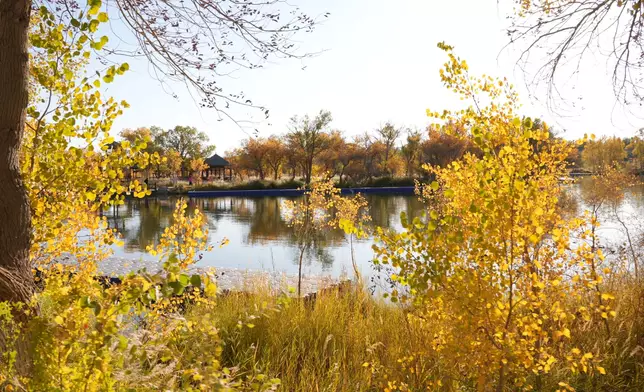 金胡楊國家森林公園這個國家5A級景區獲譽為「戈壁裡的江南」。巴士的報記者攝