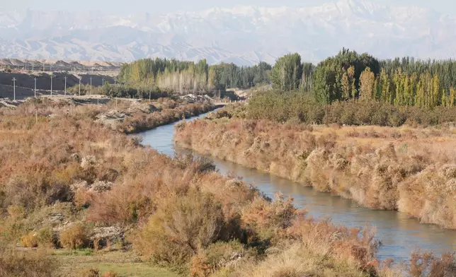 胡楊獲譽為「沙漠的守護者」。巴士的報記者攝