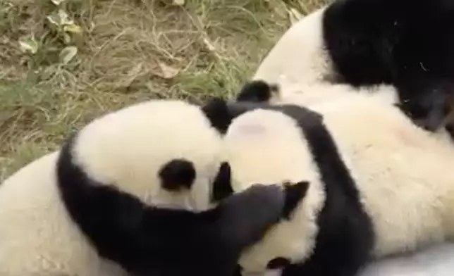 海洋公園大熊貓專頁截圖