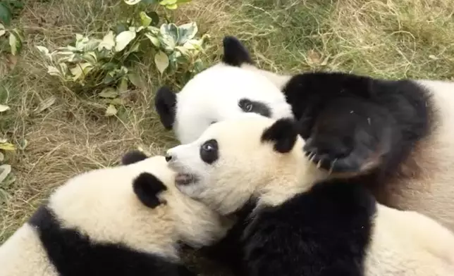 海洋公園大熊貓專頁截圖