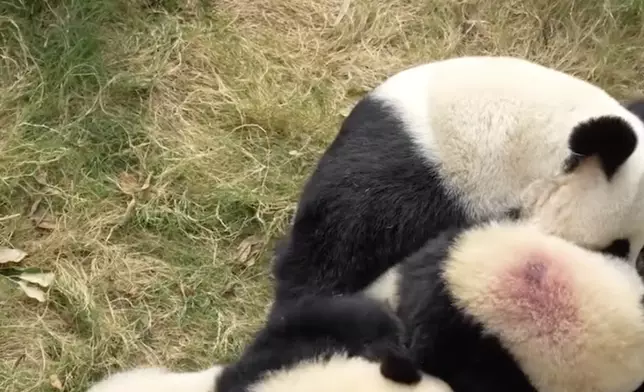 海洋公園大熊貓專頁截圖