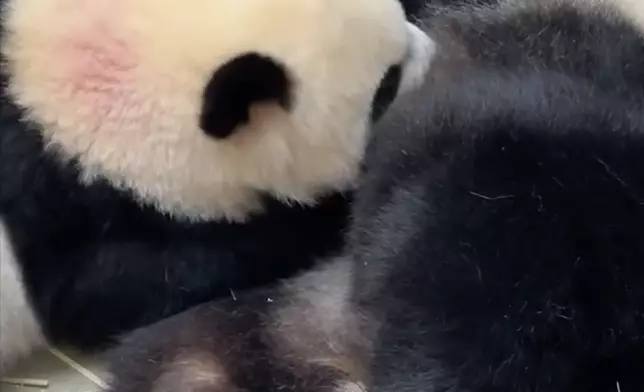 海洋公園大熊貓專頁截圖