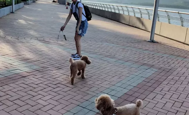 養了刺貴婦狗「蕃薯」和「啫喱」。