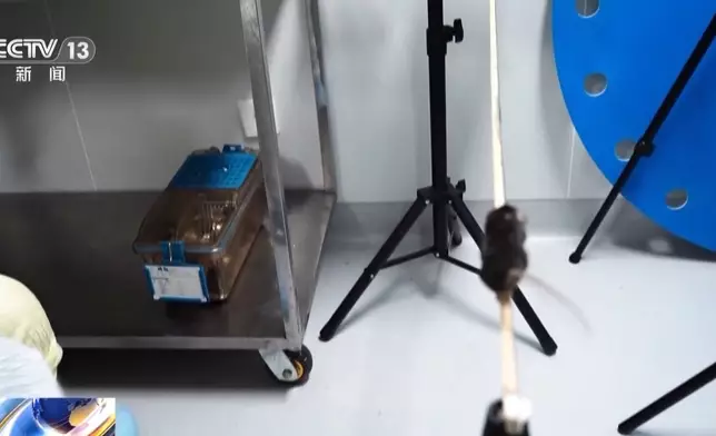 新華社報道，中國科學院專家已經從48隻備選小鼠中，選定4隻，是中國首次送小鼠進入「太空家園」