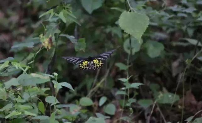 湖北赤壁驚現「中國體型最大蝴蝶」金裳鳳蝶。網上圖片