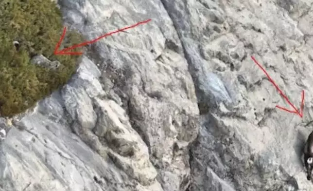 新疆邊境民警透過無人機紀錄雪豹捕獵北山羊珍貴畫像。影片截圖