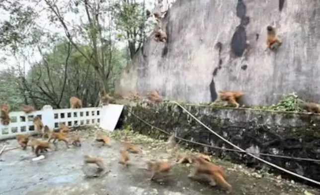 貴州黔靈山驚現「馬騮蜂擁下山」似天兵天將攻花果山。影片截圖