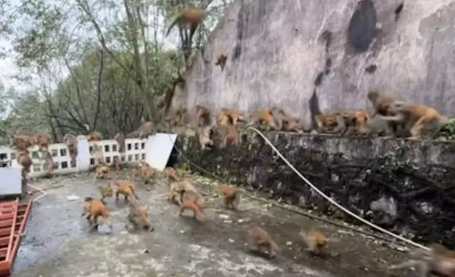 貴州黔靈山驚現「馬騮蜂擁下山」似天兵天將攻花果山。影片截圖