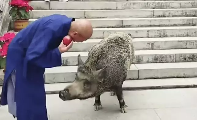 150KG野豬因幼時獲救與人類結緣，如今變得溫馴且親人。影片截圖