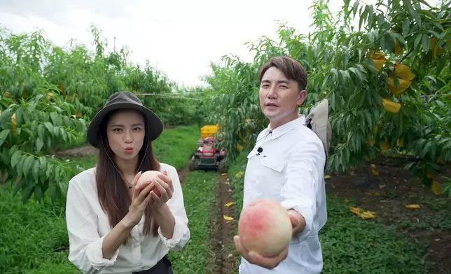 二人隨後前往當地果園，親手採摘一年僅收成一次的粉嫩川中桃。