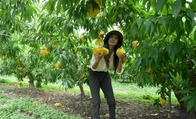 二人隨後前往當地果園，親手採摘一年僅收成一次的粉嫩川中桃。