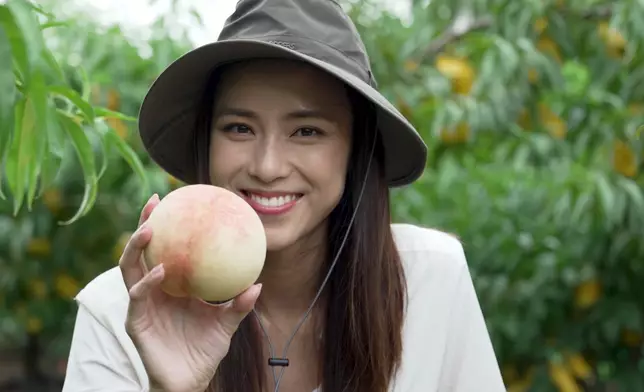 二人隨後前往當地果園，親手採摘一年僅收成一次的粉嫩川中桃。