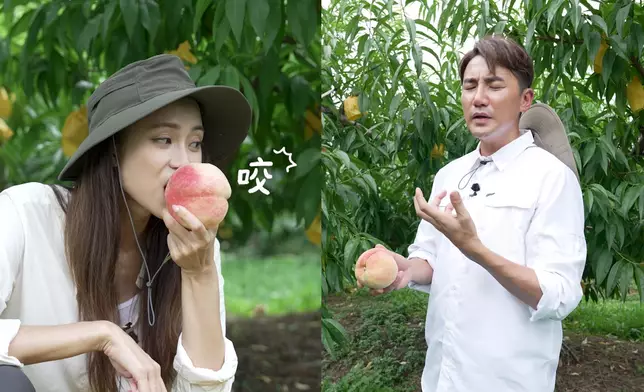 二人隨後前往當地果園，親手採摘一年僅收成一次的粉嫩川中桃。