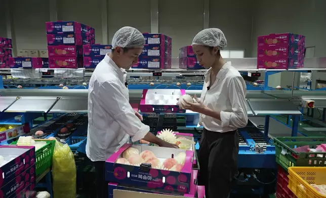 二人隨後前往當地果園，親手採摘一年僅收成一次的粉嫩川中桃。